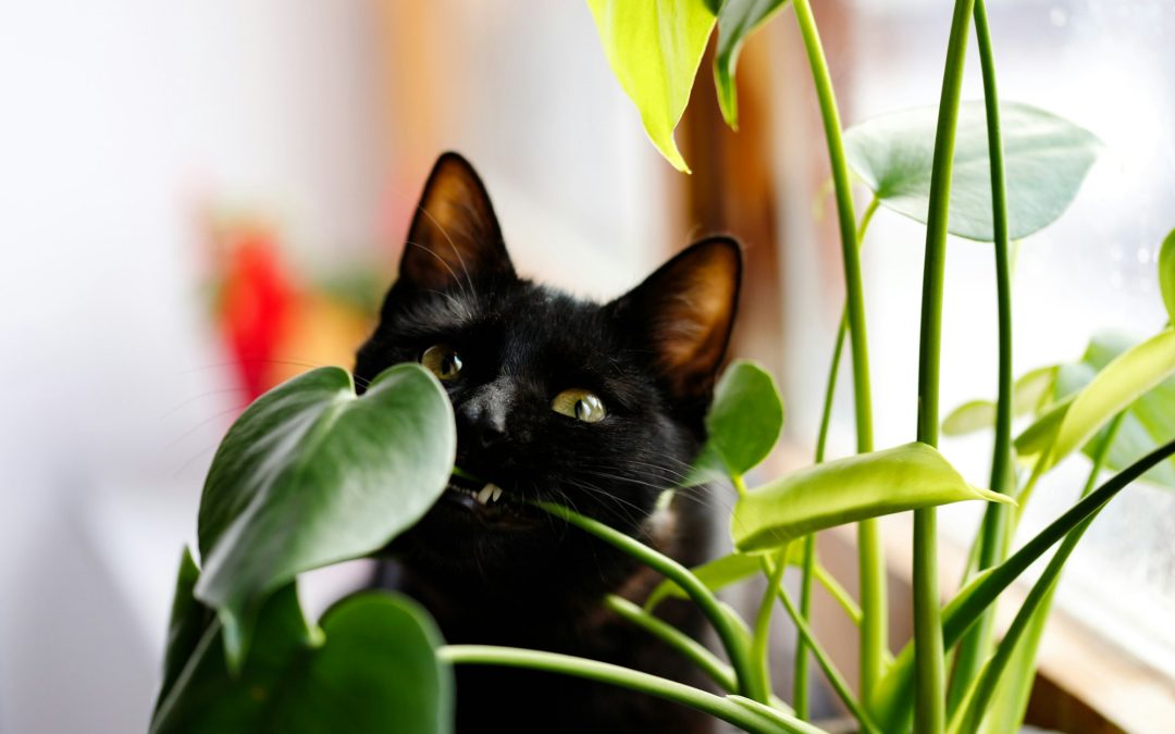 Creating a Pet-Friendly Garden: Plants to Avoid for Pet Owners