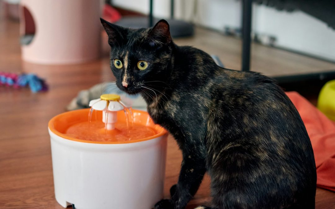 Quenching Curiosity: Innovative Ways to Encourage Your Cat to Drink More Water