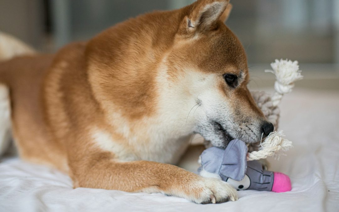 Do Automatic Pet Toys Really Work? An In-Depth Look