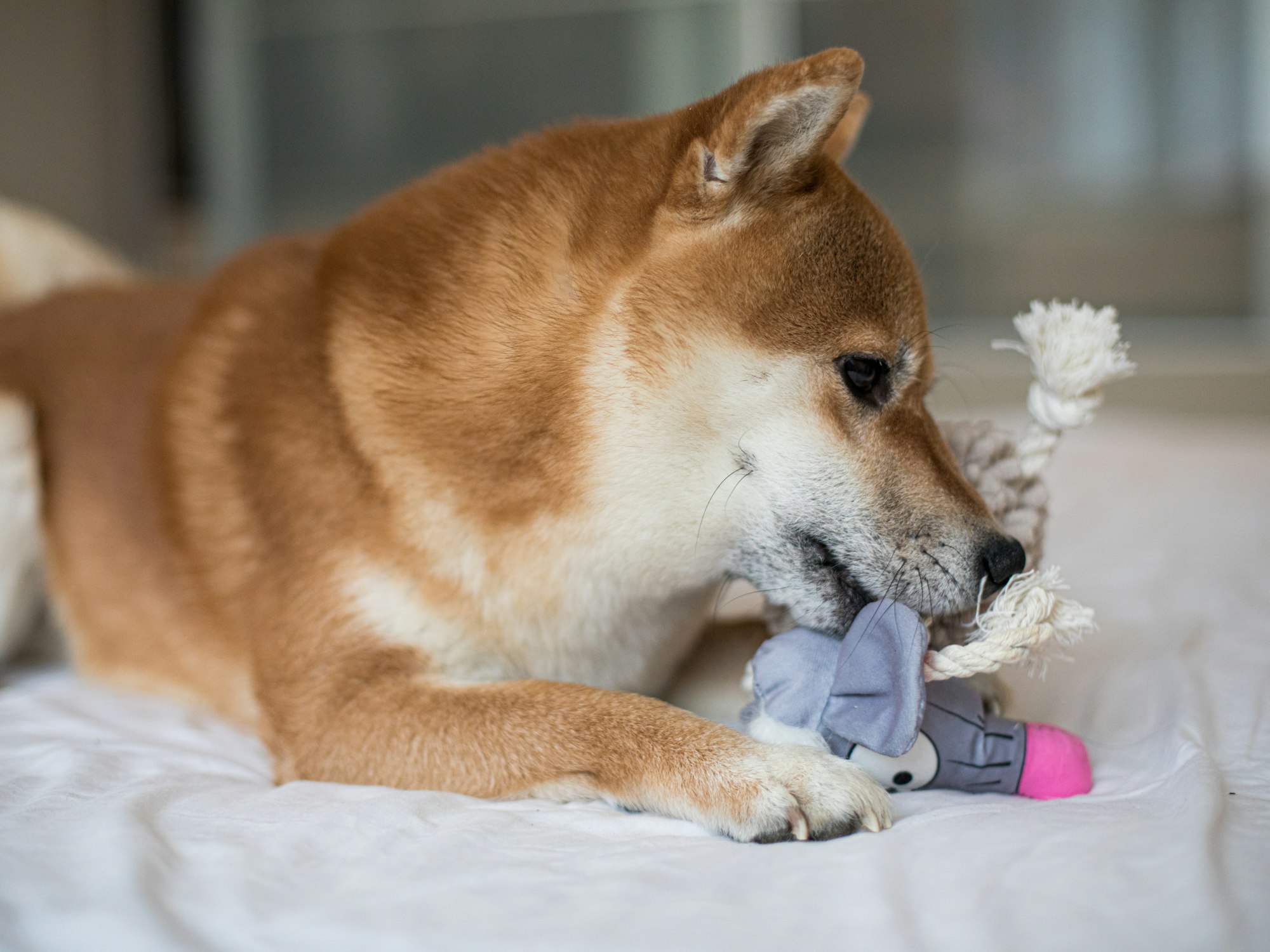 Dog is playing with a pet fluffy toy for animals