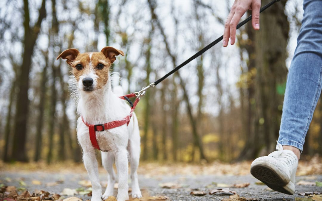Canine Collars 101: Finding the Right Fit for Your Dog and Lifestyle